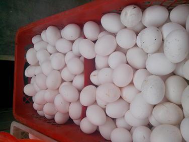 首页-人生就是博中国官方网站